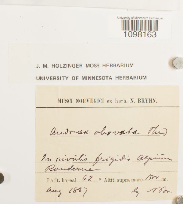 Andreaea obovata image