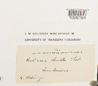 Andreaea obovata image