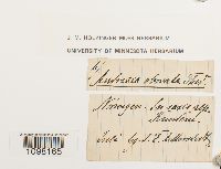 Andreaea obovata image