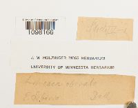 Andreaea obovata image