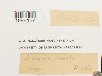 Andreaea obovata image