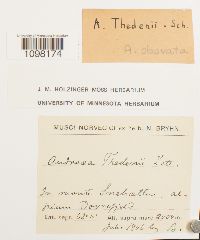 Andreaea obovata image