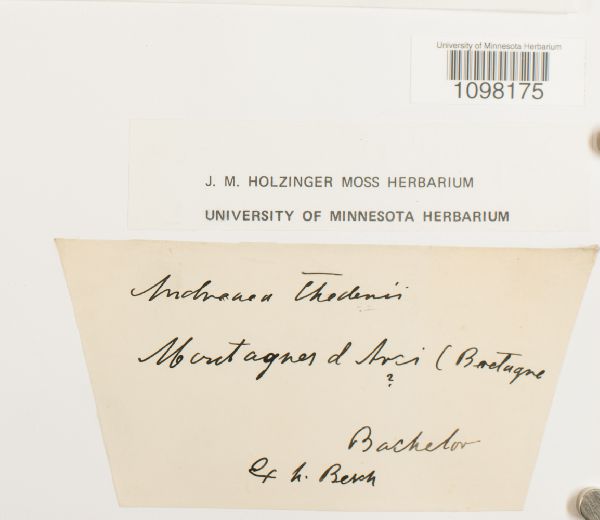 Andreaea thedenii image