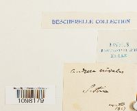 Andreaea nivalis image