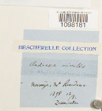 Andreaea nivalis image