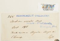 Andreaea nivalis image