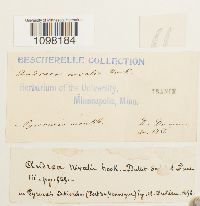 Andreaea nivalis image