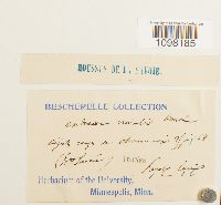 Andreaea nivalis image