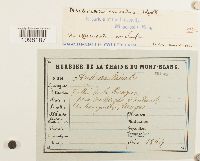 Andreaea nivalis image