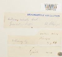 Andreaea nivalis image