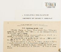 Andreaea nivalis image