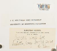 Andreaea nivalis image