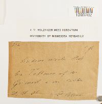 Andreaea nivalis image