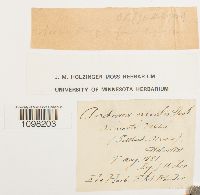 Andreaea nivalis image