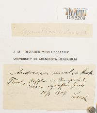 Andreaea nivalis image