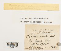 Andreaea nivalis image