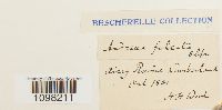 Media resource of Andreaea falcata