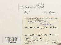 Andreaea rothii image