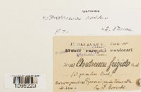 Andreaea rothii image