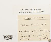 Andreaea rothii image