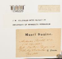 Andreaea rothii image