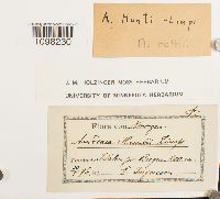 Andreaea rothii image