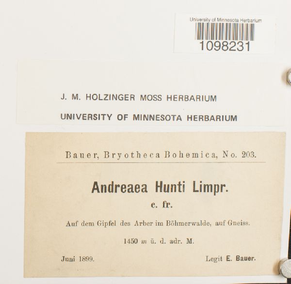 Andreaea rothii var. papillosa image