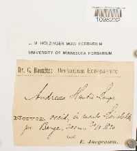 Andreaea rothii var. papillosa image