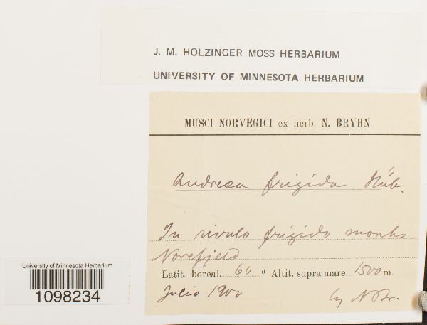 Andreaea frigida image