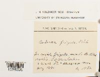 Andreaea frigida image