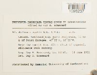 Andreaea rothii image