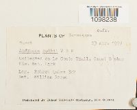 Andreaea rothii image