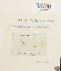 Andreaea rupestris image