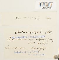 Andreaea rupestris var. rupestris image