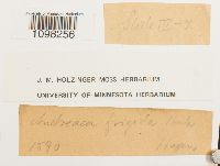 Andreaea frigida image