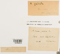 Andreaea rothii var. papillosa image