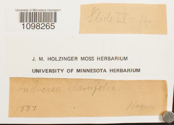 Andreaea sparsifolia image