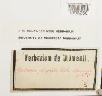 Andreaea rupestris var. rupestris image