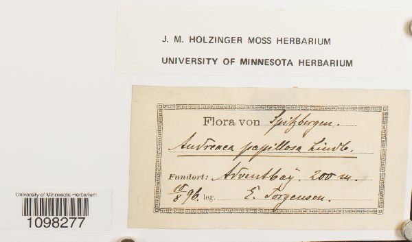 Andreaea rupestris var. papillosa image