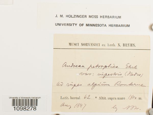 Andreaea petrophila var. rupestris image