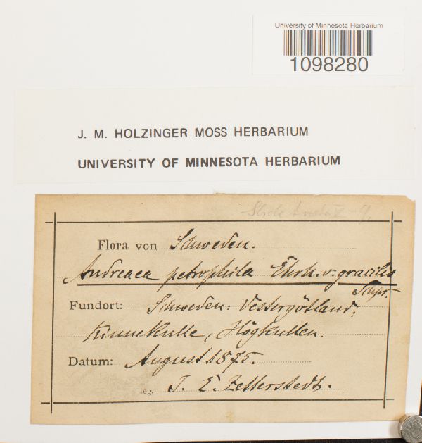 Andreaea petrophila var. gracilis image