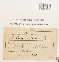 Andreaea rupestris image