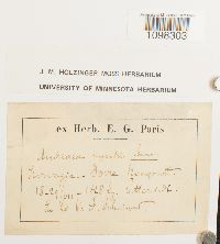 Andreaea rupestris image