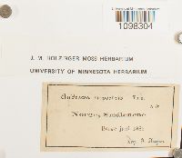 Andreaea rupestris image