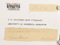 Andreaea rupestris var. papillosa image