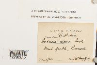 Andreaea alpina image