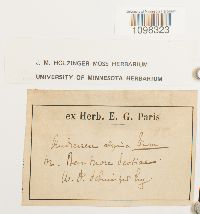 Andreaea alpina image