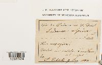 Andreaea alpina image