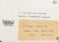 Andreaea alpina image