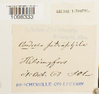 Andreaea rupestris var. rupestris image